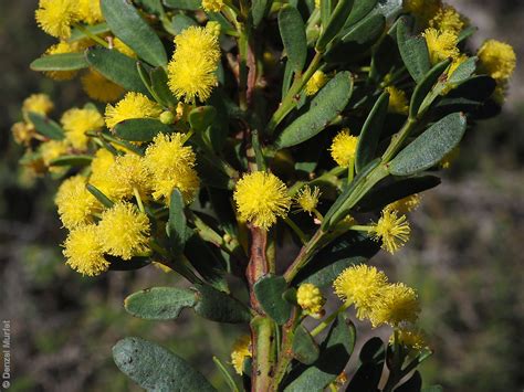 Acacia Triquetra