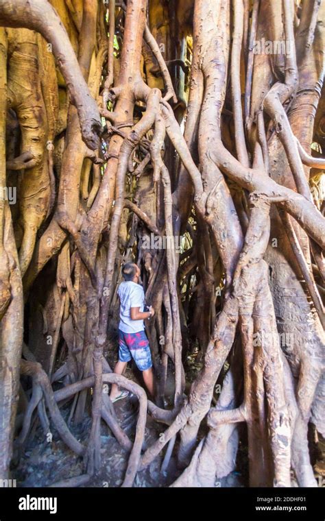 A man is dwarfed as he scales up the roots of the massive ficus tree in ...