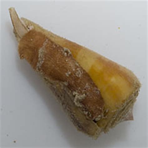 Cone snail harpoon - tyredgeneration