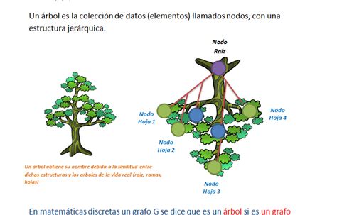 Diferencias entre árboles y bosques de grafos Una guía completa