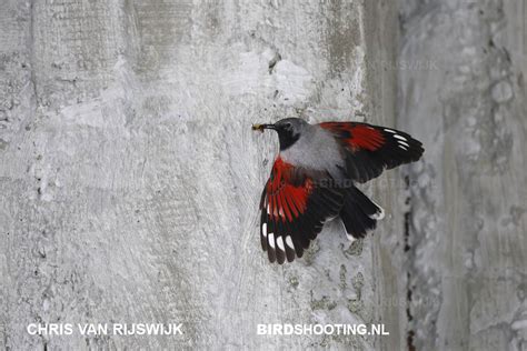 Wallcreeper