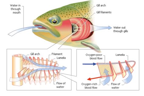 Bony Fish Respiratory System