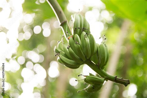 Banana tree with green banana fruit on nature background, stock photo Stock Photo | Adobe Stock