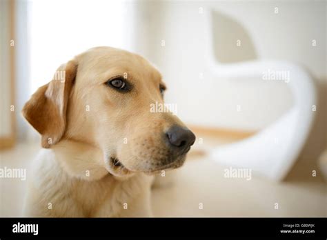 Golden Retriever Yellow Lab Mix