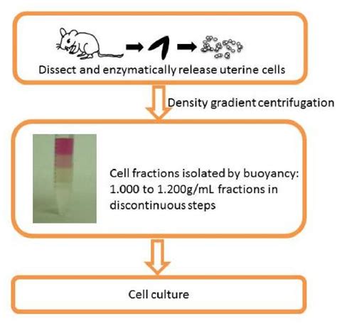 Figure 1 1 From Uterine Stem Cells And Cardiac Regeneration Semantic