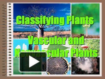 PPT Vascular And Nonvascular Plants PowerPoint Presentation Free To