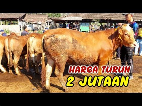 Hancur Harga Sapi Potong Turun Hingga Dua Jutaan Rajasapi Youtube