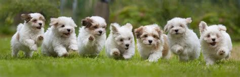 25 Tiny Puppies That Are The Perfect Fit for Your Tiny House - Cute Dog ...