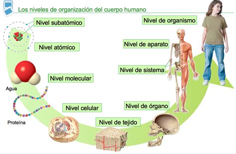 Blog De Biolog A Niveles De Complejidad De La Materia Viva