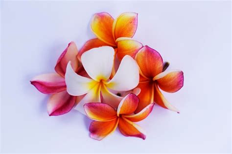 Primer Plano De Las Flores De Frangipani Contra Un Fondo Blanco Foto