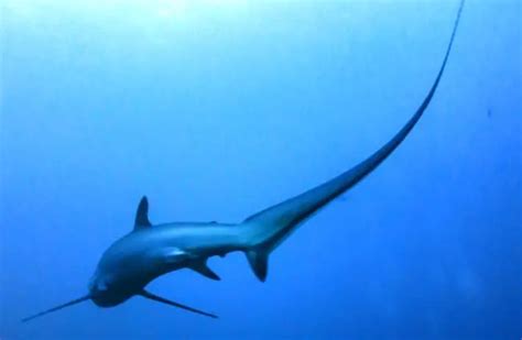 Thresher Shark - Description, Habitat, Image, Diet, and Interesting Facts