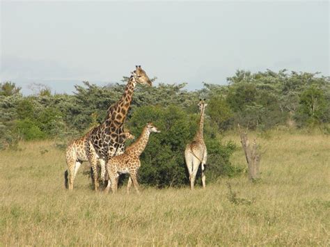 Nairobi Wildlife Viewing Safari Tour