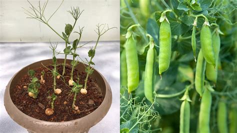 How To Grow Peas In Pots Youtube