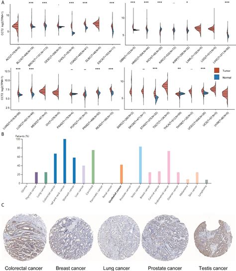 Frontiers Comprehensive Prognostic And Immunological Analysis Of Cct2