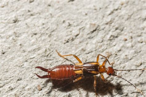 Identifying Earwig Infestations Signs And Symptoms For Timely Control