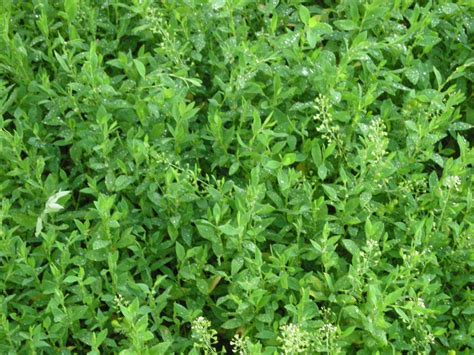 О траве спорыш: описание как выглядит, где растет, сфера использования