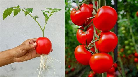 🍅grow Tomato Tree By Unique Way Youtube