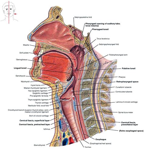 Midsagittal Section Of The Oral Cavity Pharynx And Larynx Sourced