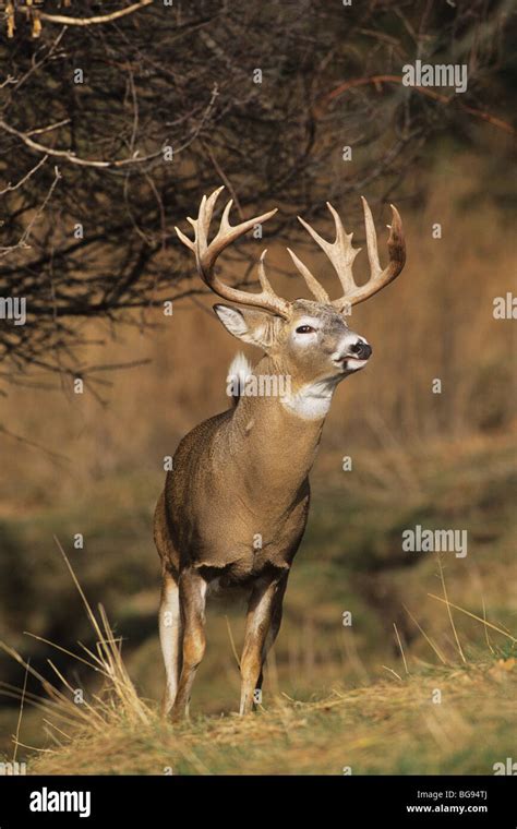 Odocoileus Virginianus American Males Hi Res Stock Photography And