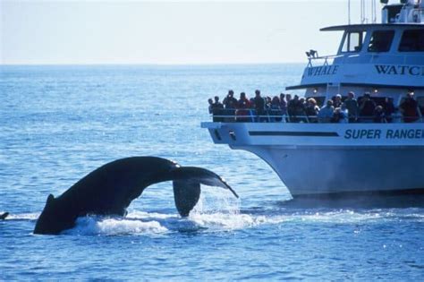 Boston Whale Watching Guide New England