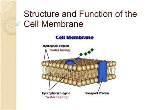 Mechanisms of transport across the cell membrane