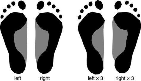 Average Left And Average Right Footprint Shape Together With Footprint