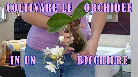 Come Curare Le Orchidee In Un Vaso Di Vetro Guida Pratica Giardino Del