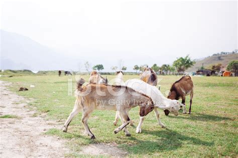 Grazing Goats. Stock Photo | Royalty-Free | FreeImages