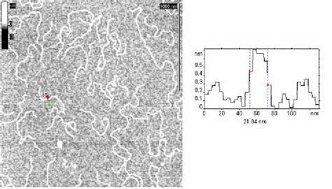 Tapping Mode AFM Image Of DNA On Mica With Cross Section Of The