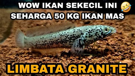 BELI LAGI IKAN CHANNA LIMBATA SULTAN THIS IS CHANNA LIMBATA GRANITE