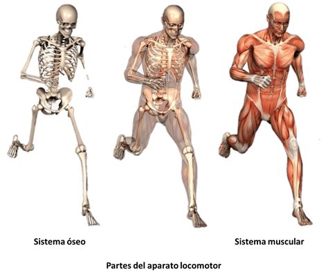 Organos Que Conforman El Sistema Locomotor Percaylahmapa