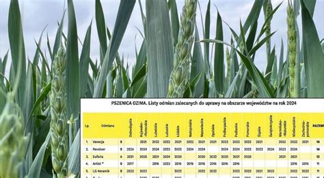 40 Odmian Pszenicy Ozimej Zalecane Do Siewu W Roku 2024 Rekomendowane