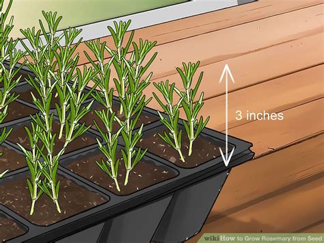 How To Grow Rosemary From Seed With Pictures Wikihow