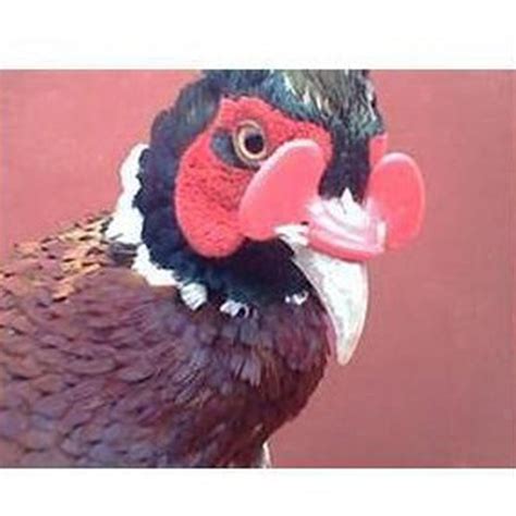 100 Pcs Pinless Peepers Chicken Pheasant Poultry Blinders Spectacles