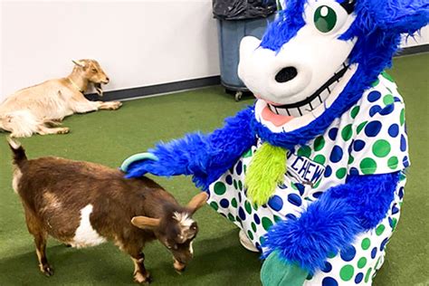 Hartford Yard Goats Mascots – Chompers & Chew Chew - Olympus Mascots