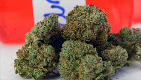 Purple Diesel Marijuana Strain (Review)