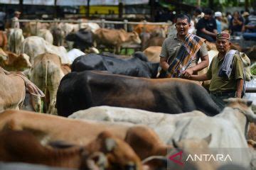 Mengenal Tradisi Marosok Dalam Transaksi Ternak Di Padang Pariaman