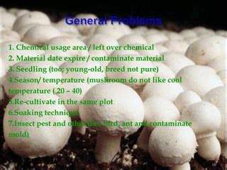 Button Mushroom cultivation.ppt