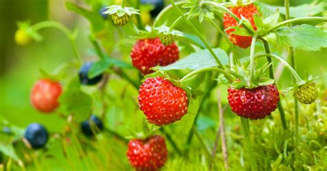 Walderdbeeren Pflanzen Pflege Und Tipps Mein Schöner Garten