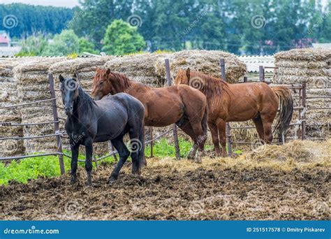 Group Of Three Strong And Sturdy Stallions Walks Through Pasture Dirty