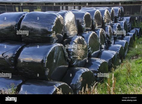 Black Plastic Wrapped Big Bales Of Silage Dinkling Green Farm