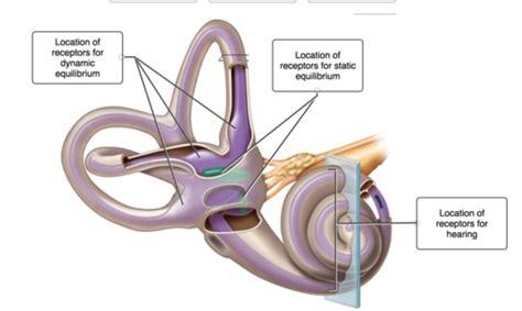Special Senses Part Hearing And Equilibrium Flashcards Quizlet
