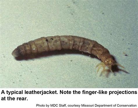 Leatherjackets and Crane Flies | NC State Extension Publications