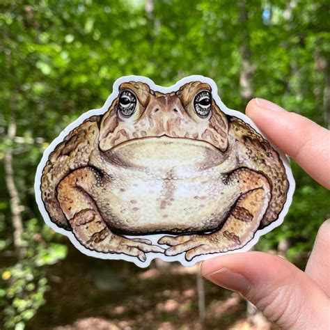 Fowler's Toad Weatherproof Vinyl Sticker – Allison Stoiser Art