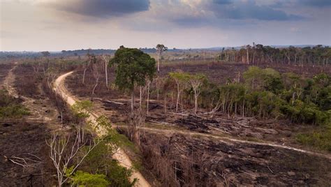 Amazon Rainforest Deforestation Before And After