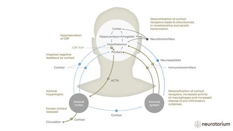 Hypothalamic Pituitary Axis