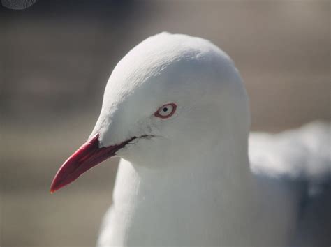 Seagull Eye Photograph by Martin Daly - Pixels