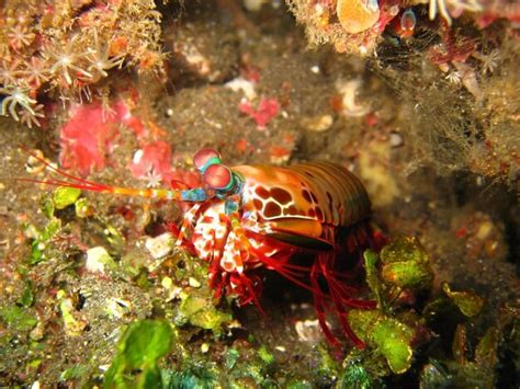 Premium AI Image | marine life