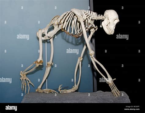 Chimpanzee Anatomy