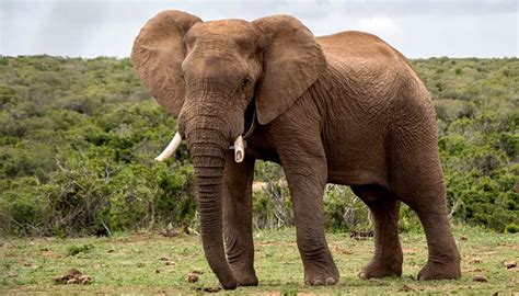 13 Animais Típicos Da Savana Africana Características E Imagens